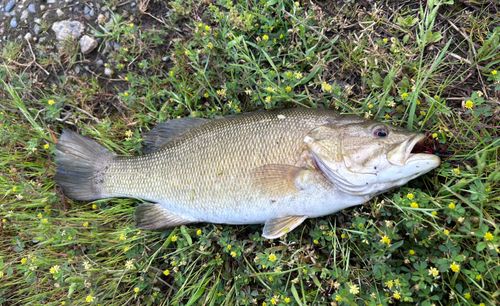 スモールマウスバスの釣果