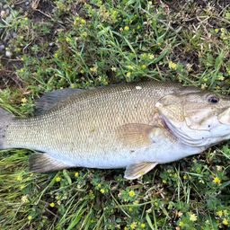 スモールマウスバス