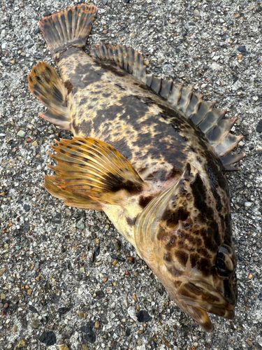 タケノコメバルの釣果