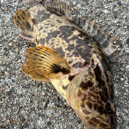 タケノコメバル