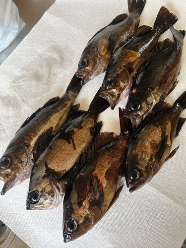 メバルの釣果