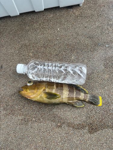 アオハタの釣果