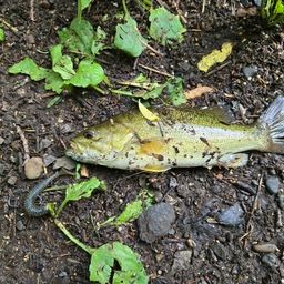 スモールマウスバス