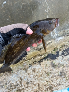 アイナメの釣果