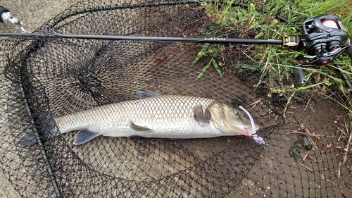 ニゴイの釣果