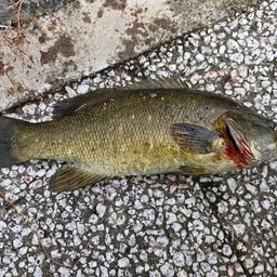 スモールマウスバス