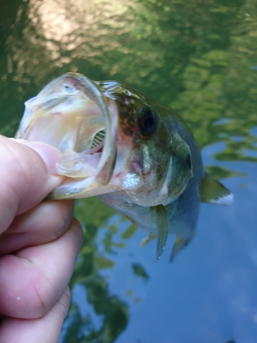 ラージマウスバスの釣果