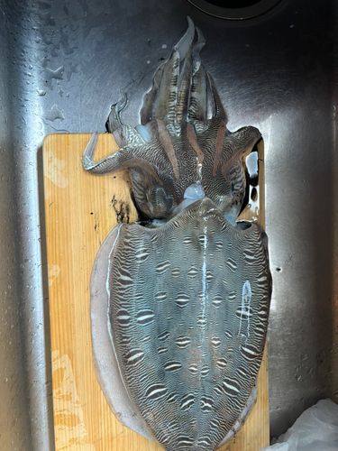 モンゴウイカの釣果