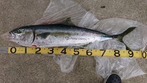ブリの釣果