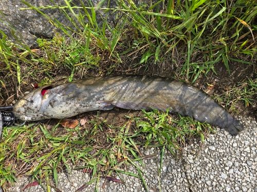 ナマズの釣果