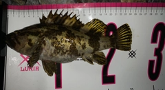 釣果