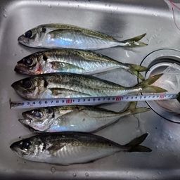 アジ