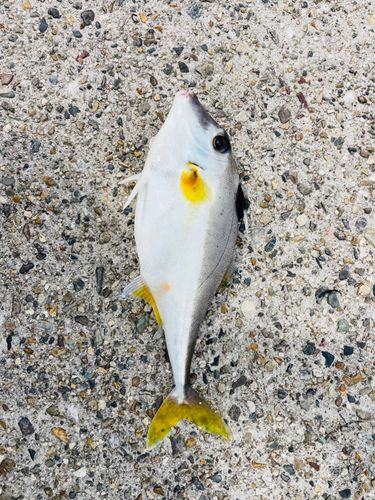 ギマの釣果