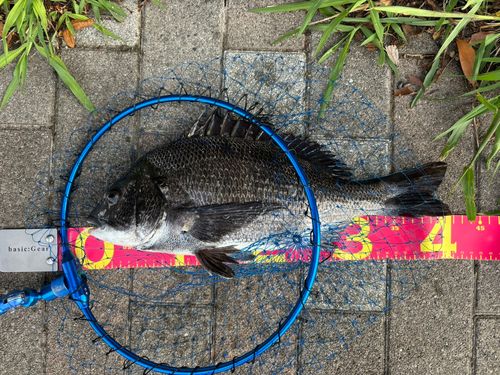 クロダイの釣果