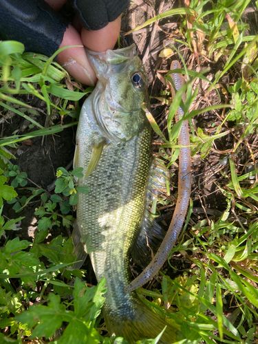 ラージマウスバスの釣果