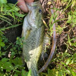 ラージマウスバス