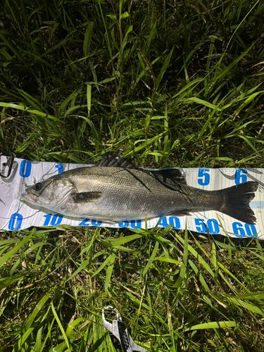 スズキの釣果