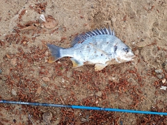 キビレの釣果