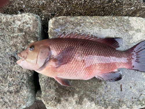 コブダイの釣果