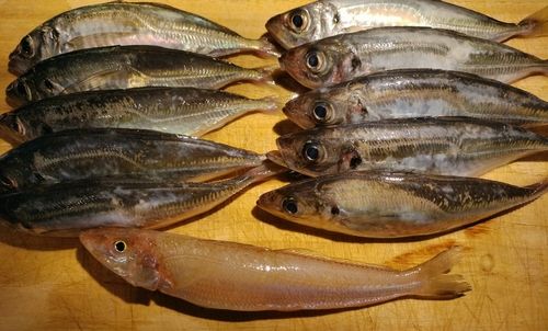 アジの釣果