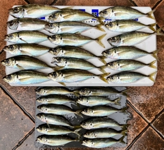 アジの釣果