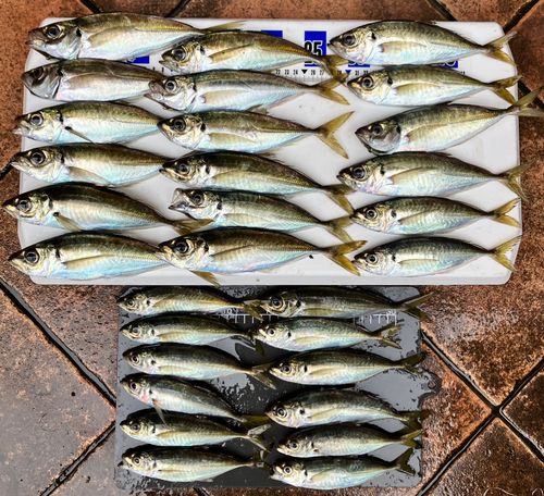 アジの釣果