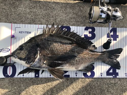 チヌの釣果