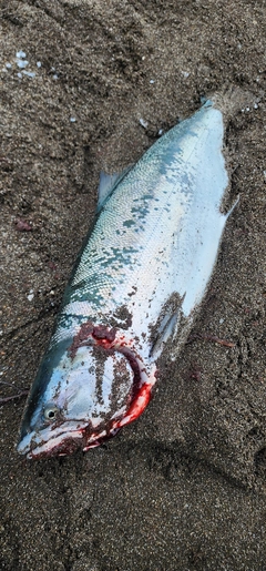 サクラマスの釣果