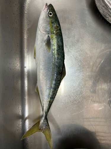 ヤズの釣果