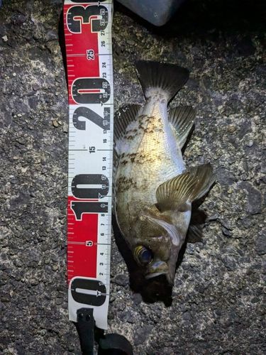 シロメバルの釣果