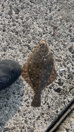 カレイの釣果