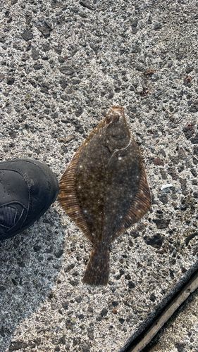 カレイの釣果