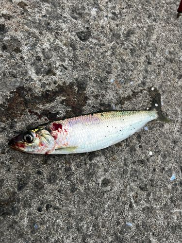 ニシンの釣果