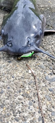 アメリカンキャットフィッシュの釣果