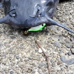 アメリカンキャットフィッシュ