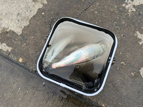 イワシの釣果