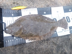 ヒラメの釣果