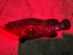 クエの釣果