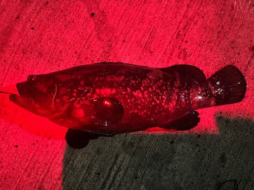 クエの釣果