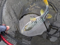 シマフグの釣果