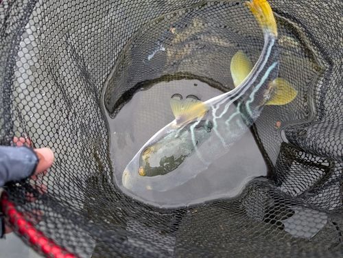 シマフグの釣果