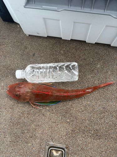 ホウボウの釣果