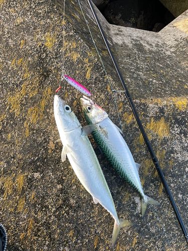 サバの釣果