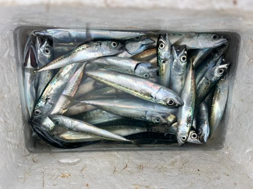 サバの釣果