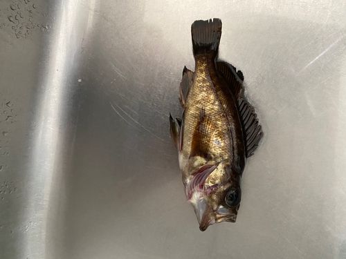 シロメバルの釣果