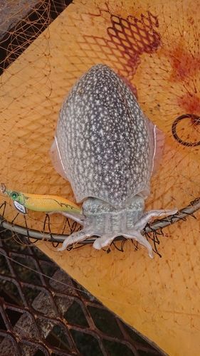 シリヤケイカの釣果