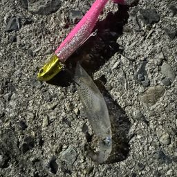 ベイカ