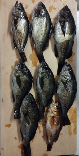 クロメバルの釣果