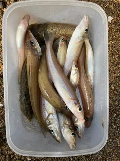 キスの釣果