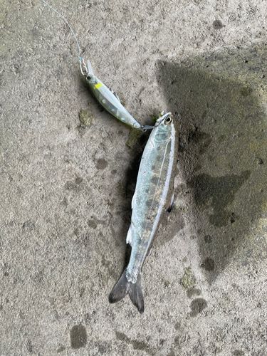 ヤマメの釣果